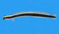 Flagtail wormfish (Clarkichthys bilineatus)