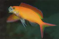 Flame anthias (Pseudanthias ignitus)