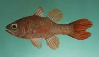 Flame cardinalfish (Apogon talboti)