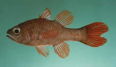 Flame cardinalfish (Apogon talboti)