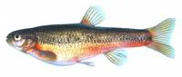 Flame chub (Hemitremia flammea)