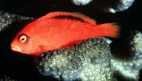 Flame hawkfish (Neocirrhites armatus)