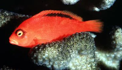 Flame hawkfish (Neocirrhites armatus)