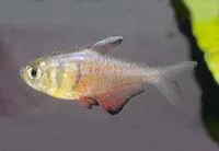Flame tetra (Hyphessobrycon flammeus)