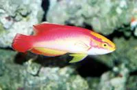 Flame wrasse (Cirrhilabrus jordani)