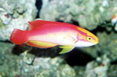 Flame wrasse (Cirrhilabrus jordani)