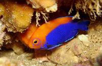 Flameback angelfish (Centropyge aurantonotus)