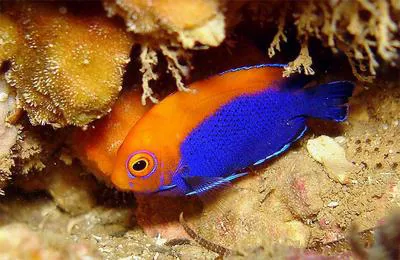 Flameback angelfish (Centropyge aurantonotus)