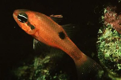 Flamefish (Apogon maculatus)