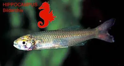 Flametail tetra (Aphyocharax erythrurus)