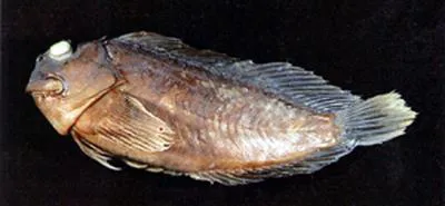 Flaming blenny (Cirripectes perustus)