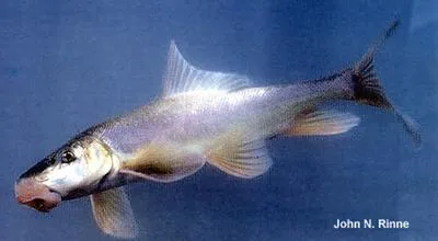 Flannelmouth sucker (Catostomus latipinnis)