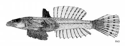 Flap-gilled dragonet (Eleutherochir opercularis)