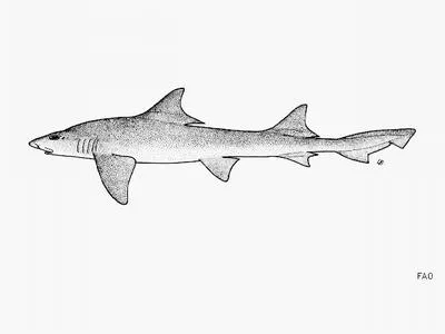 Flapnose houndshark (Scylliogaleus quecketti)