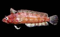 Flapscale blenny (Paraclinus sini)