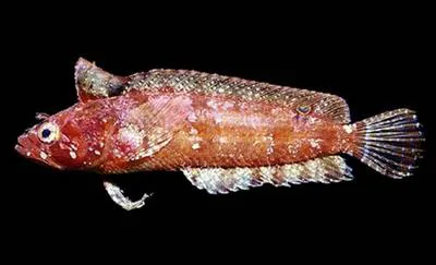 Flapscale blenny (Paraclinus sini)
