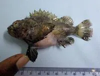 Flasher scorpionfish (Scorpaenopsis macrochir)