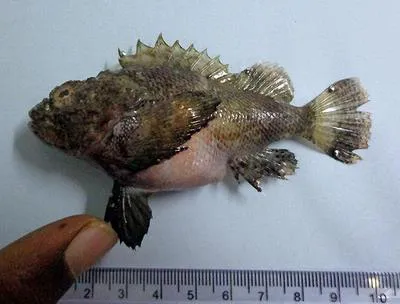 Flasher scorpionfish (Scorpaenopsis macrochir)