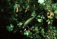 Flashlight fish (Photoblepharon steinitzi)