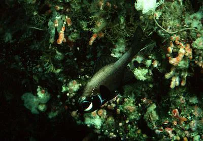 Flashlight fish (Photoblepharon steinitzi)