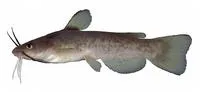Flat bullhead (Ameiurus platycephalus)