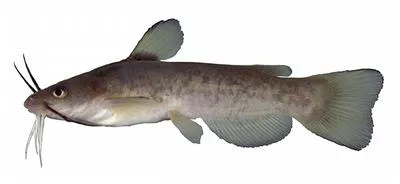 Flat bullhead (Ameiurus platycephalus)