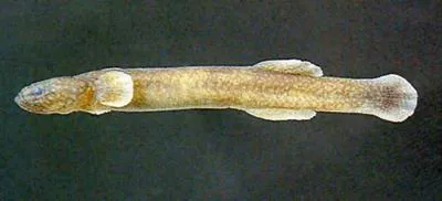 Flat-headed goby (Luciogobius guttatus)