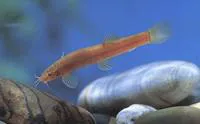 Flat-headed loach (Oreonectes platycephalus)
