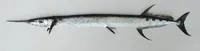 Flat needlefish (Ablennes hians)