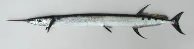 Flat needlefish (Ablennes hians)