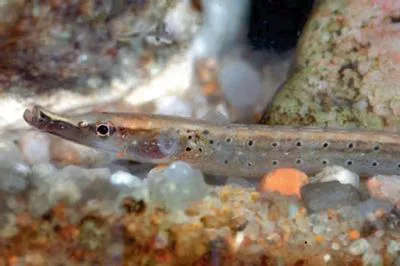 Flat-nosed pipepfish (Microphis argulus)