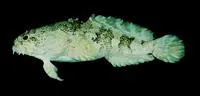 Flat toadfish (Colletteichthys dussumieri)