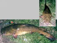 Flathead catfish (Pylodictis olivaris)