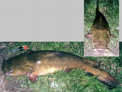 Flathead catfish (Pylodictis olivaris)