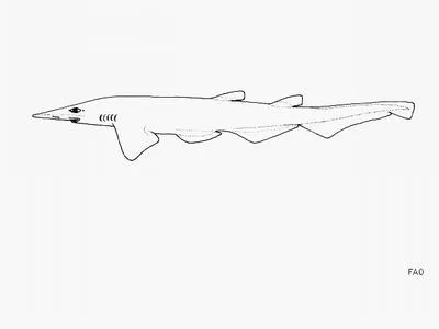 Flathead catshark (Apristurus macrorhynchus)