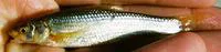 Flathead chub (Platygobio gracilis)