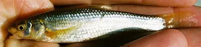Flathead chub (Platygobio gracilis)