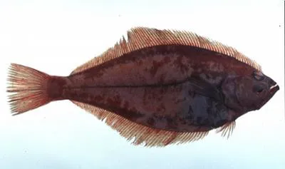 Flathead flounder (Hippoglossoides dubius)