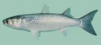 Flathead grey mullet (Mugil cephalus)
