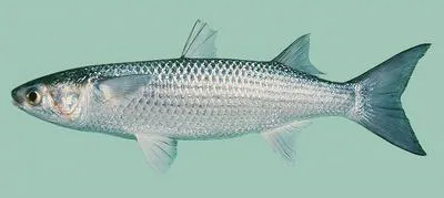 Flathead grey mullet (Mugil cephalus)