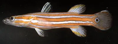 Flathead perch (Rainfordia opercularis)
