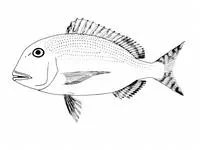 Flathead porgy (Calamus mu)