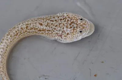 Flathead pygmy-stargazer (Lesueurina platycephala)