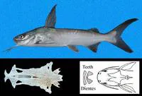 Flathead sea catfish (Notarius planiceps)