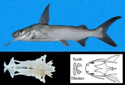 Flathead sea catfish (Notarius planiceps)