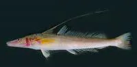 Flathead sillago (Sillaginopsis panijus)