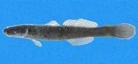 Flathead sleeper (Erotelis armiger)