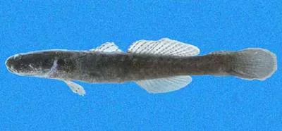 Flathead sleeper (Erotelis armiger)