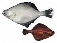 Flathead sole (Hippoglossoides elassodon)