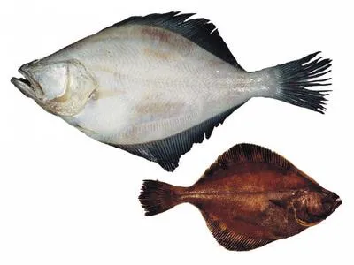 Flathead sole (Hippoglossoides elassodon)